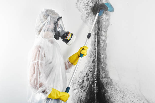 Best Mold removal after water damage  in Gleason, TN